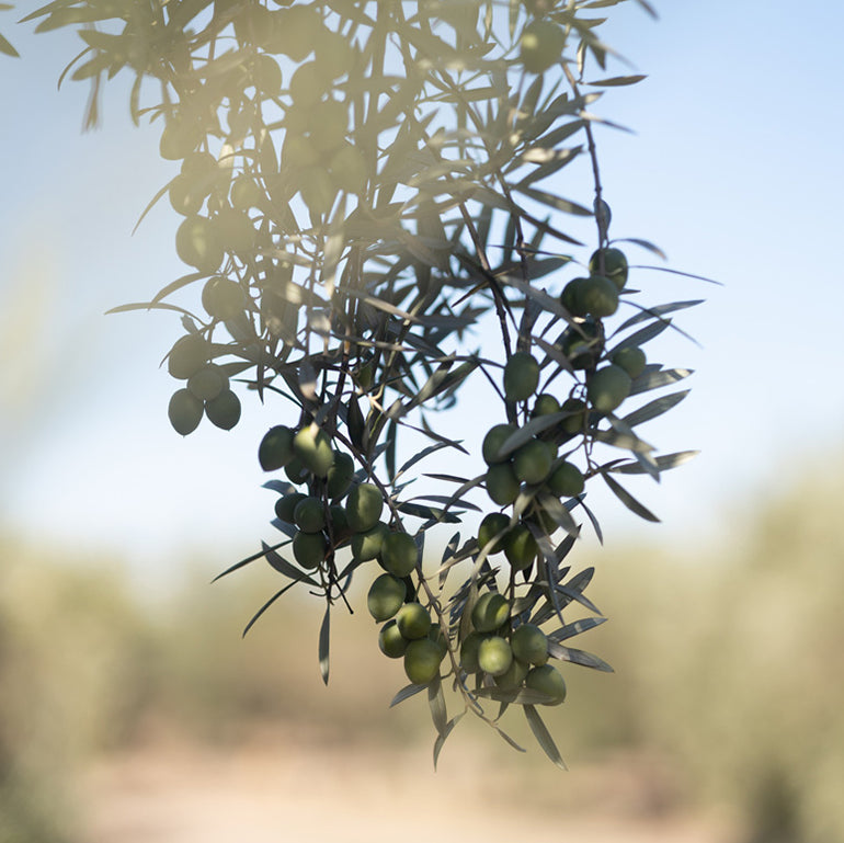 El olivar ecológico
