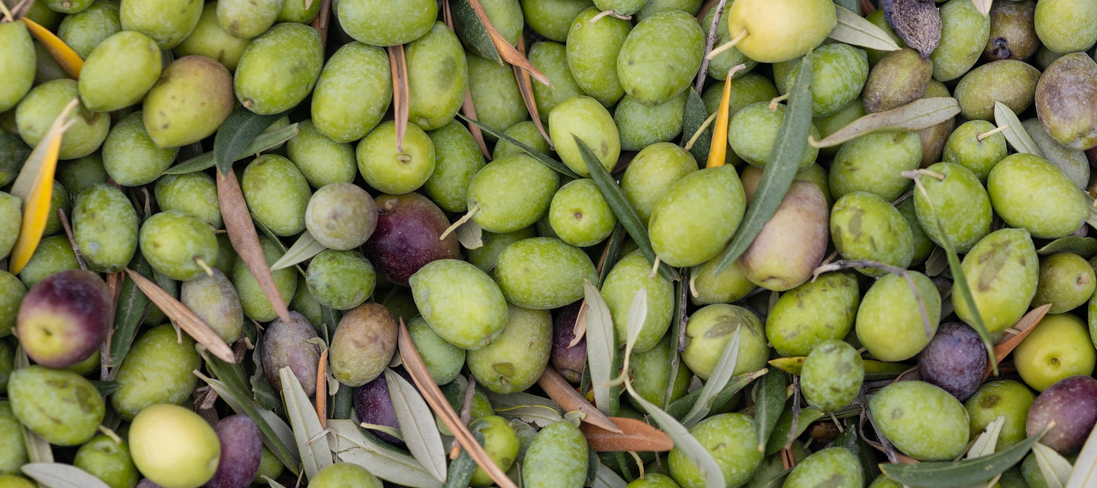 Aceite de oliva ecológico: beneficios, diferencias y dónde comprar el mejor en España
